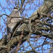 High Rise Habicht. The Goshawks of Berlin Part I - February 2018