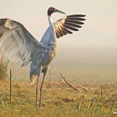 Jungles and Wetlands India 2018 & 2023!
