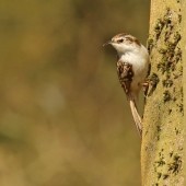 Birdwatching for Beginners - Course Review
