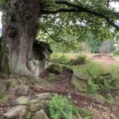 Very old trees above Rosedale Abbey