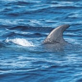 Minke Whale Bonanza on the Yorkshire Coast