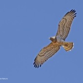 Tarifa Raptor Migration Spectacular Aug 2022 Part I