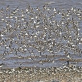 What a brilliant trip! The Magic of Spurn Autumn 2022