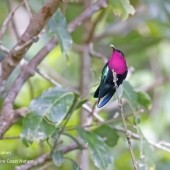 A Caribbean Birding Adventure Part I - St Lucia