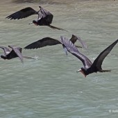 A Caribbean Birding Adventure Part II - Dominica