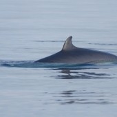 Cetacean Sensations