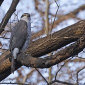 High Rise Habicht. The Goshawks Of Berlin Part II - March 2024