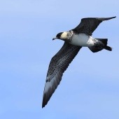 Ten Years of Seabird & Whale Trips in Yorkshire 