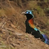 Bhutan - Birding & Wildlife YCN Trip Report Spring 2024