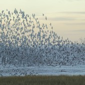 Outstray Waders - 25/11/25