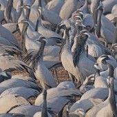 Spectacular Demoiselle Cranes in Rajasthan