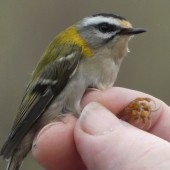 Spurn Migration in April