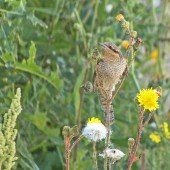 The Magic of Spurn Migfest