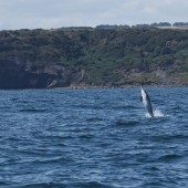 Seabird & Whale Boat Trips Late July – Early August 2026