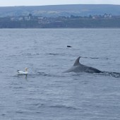 Seabird & Whale Boat Trips Mid - End of August 2026