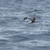 Seabird & Whale Boat Trips - Early - Mid September 2026