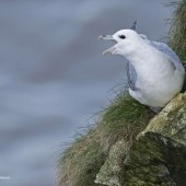 Fulmars and Winter Songbirds - A walk on the Great White Cape