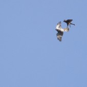 Goshawk Safaris - North Yorkshire - Autumn 2026 Fight Club!