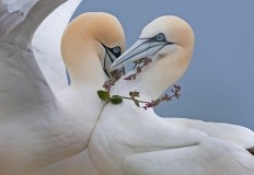 Seabird Taster Photography Gift Voucher