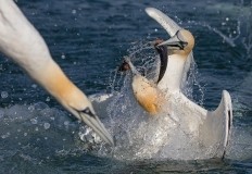 Diving Gannet Photography Spectacular Gift Voucher