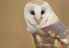 Owl Photography Gift Voucher