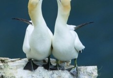 Gannet Postcard Pack