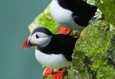 Puffin Postcard Pack