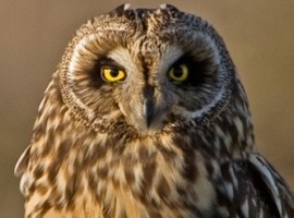 Birding discovery Day - Autumn Moorland Special 2020