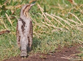 Birding Discovery Day - Flamborough Headland - Spring Migration