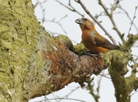 Birding Discovery Day - Forest And River Birds