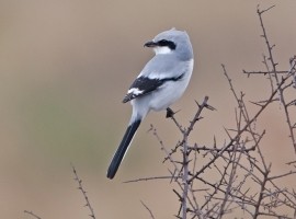 Spurn Birding Holiday - Autumn Migrants 2024