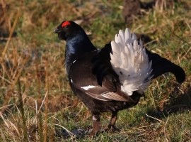 Black Grouse Birding Safari