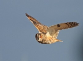 Birding Discovery Day - Spurn Migrants 2024