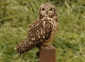 Birding Discovery Day - Estuary Waders & Raptors