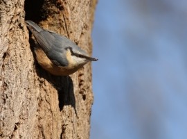 Bird Sound Safari - Forests 2025