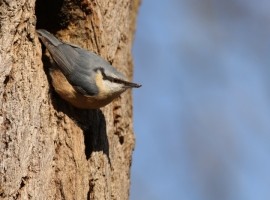 Bird Sound Safari - Forests 2024