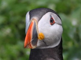 An Evening with Puffins and Friends