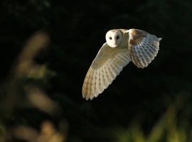 Birding Discovery Day - Winter Wetlands
