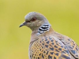 Turtle Doves from North Yorkshire to Senegal - Richard Baines