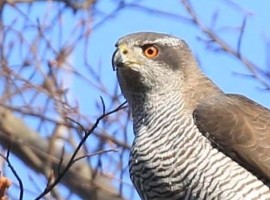 Northern Goshawks. From North Yorkshire to Berlin - Richard Baines