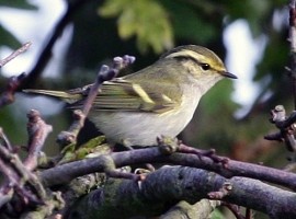The Rarity Garden - a Birders Dream by Richard Baines