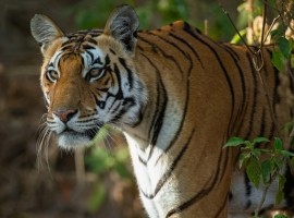 2028 Tigers of India Photography Tour