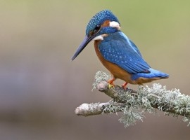 2026 Kingfisher Photography Experience