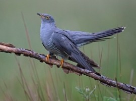 2025 Cuckoo and Kingfisher Photography Experience