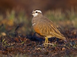 2025 Moorland Birds Photography Experience