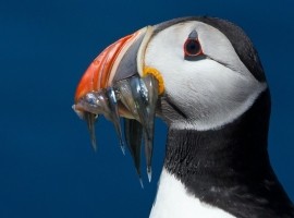 2024 Northumberland Wildlife Spectacular