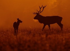 2024 Deer Rut Photography Experience