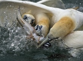 2025 Diving Gannet Photography Spectacular