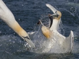 2024 Diving Gannet Photography Experience