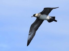 Birding Discovery Day - Flamborough Headland Autumn Migration Special 2024